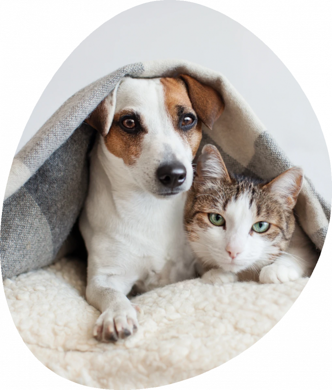 Hund och katt under filt